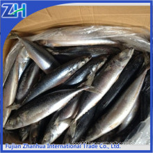 japan quality frozen pacific mackerel fish, caballa fish china factory price